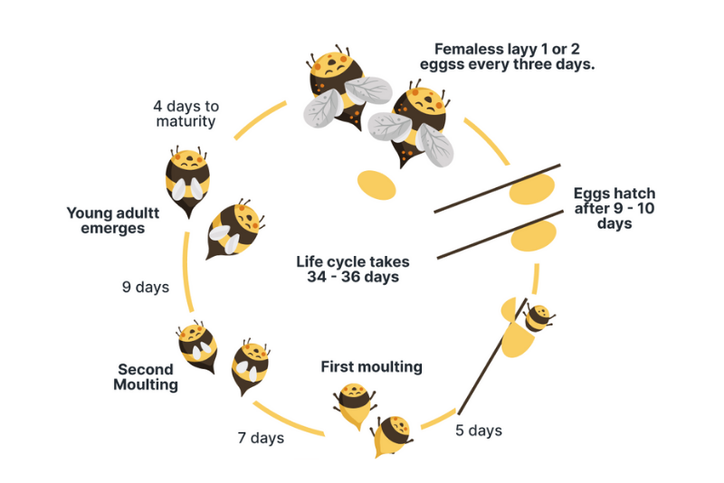 ielts-vietgen-speed-up-he-thong-giang-day-ielts-hang-dau IELTS VietGen Speed Up - hệ thống giảng dạy IELTS